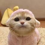 María José Valdés Avatar